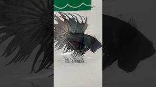 Siamese Fighting Betta Fish… CROWN TAIL BETTA FISH One Of The Most Beautiful Fish In The World [upl. by Keiko31]