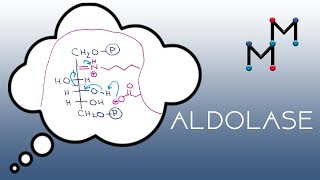 Aldolase Mechanism [upl. by Macfarlane203]