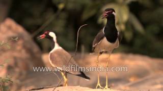 Red wattled lapwings make loud alarm calls in Delhi [upl. by Ailenroc]