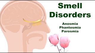 Smell Disorders Anosmia Phantosmia and Parosmia Why and What Happens [upl. by Aurel24]