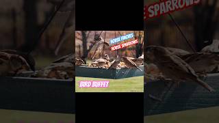 Birds Ambience at Bird Buffet  Bird Feeder Cam birds birdwatching birdfeeder burung finch [upl. by Miller]