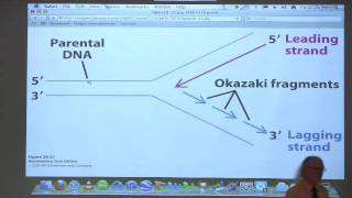 Kevin Aherns BiteSized Biochemistry 42  DNA Replication Repair Recombination II [upl. by Anidam]