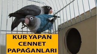 Kur Yapan Cennet Papağanı [upl. by Dedric212]