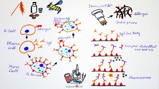 Allergy Diagnostics and Phadia 250 [upl. by Desdamona640]