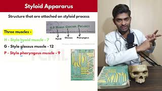 How to Remember Styloid Process Attachment  TCML [upl. by Ensoll760]