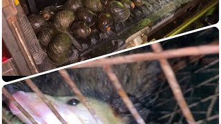 River conch hunt Trinidad plus manicoo trinidad hunting [upl. by Relyhcs630]