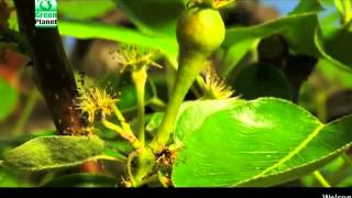 Green Planet  Power Plant Fruiter Hindi [upl. by Deidre]