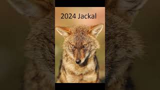 2024 jackal and 5000bce jackal animals jackal trending [upl. by Erund]