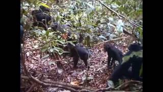 Chimpanzee amp Snake Encounter Video 1 [upl. by Oiramat]