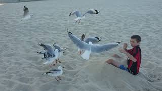 Kid Gets Terrified of Seagulls Approaching Him at Beach  1516898 [upl. by Orferd557]