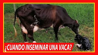 🏆 CUANDO INSEMINAR UNA VACA ✅  Vacas Lecheras y Carnicas [upl. by Raphael]