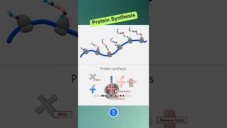 Protein Synthesis  Translation shorts [upl. by Ayerhs]