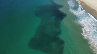 Shark Feeding Frenzy off Tuncurry Beach NSW [upl. by Gnoix]