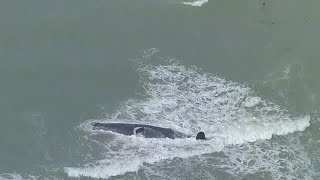 WATCH Whale beaches itself off the coast of Venice Florida [upl. by Griffy954]