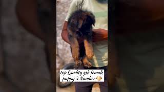 LONGCOAT GERMAN SHEPHERD PUP AVA 9910789941 germanshepherd gsd viralvideo rajlabradorkennellike [upl. by Mullane]