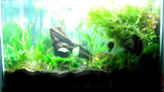 20g planted tank with Laetacara thayeri [upl. by Immas]