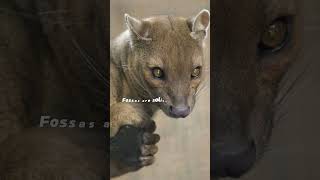 top facts about Fossa fossa factaabouTfossa leopard factsfossa youtubeshorts animals [upl. by Corliss310]