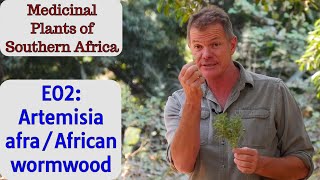 Medicinal Plants of Southern Africa E02 Artemisia afraAfrican wormwood [upl. by Sue]