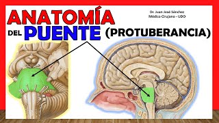 🥇 Anatomía del PUENTE Protuberancia Anular ¡Explicación Sencilla [upl. by Dichy]