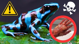 Poisonous Frogs  5 Most Poisonous Frogs Ever [upl. by Namzzaj302]