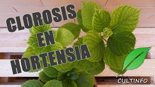 Clorosis en hortensia [upl. by Yxor]