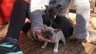 Lilac French Bulldog puppies for sale [upl. by Rihat]