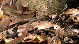 YellowFaced Whip Snake Australia 4k UHD [upl. by Colier]