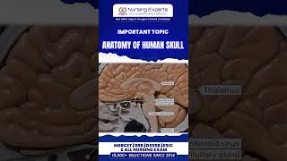 The human skull in the sagittal section skull cranium brain humanskull skullanatomy humanbrain [upl. by Aigroeg]