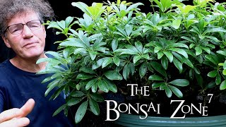 A Detailed Pruning of my Schefflera arboricola Bonsai The Bonsai Zone Sept 2020 [upl. by Jonati]