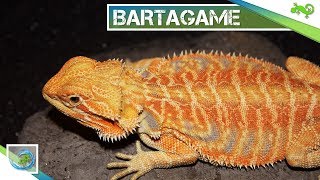 🦎 BARTAGAME  Alle wichtigen Informationen in 100 Sekunden [upl. by Jenks]