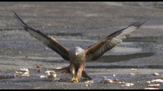 Red Kites in Slow Motion  The Slow Mo Guys [upl. by Hgielime461]