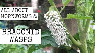 All about Hornworms amp Braconid Wasps [upl. by Ecydnac772]