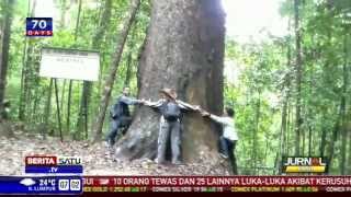 Pohon Agathis di Kalimantan Timur Masuk Muri [upl. by Bushore]