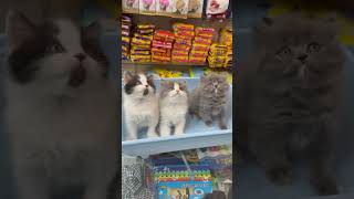 book now  8446853378  kittens for selling [upl. by Aenehs]