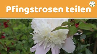 Pfingstrosen teilen  Pfingstrosen vermehren [upl. by Nayd]