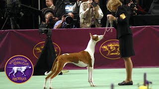 WKC Archives Ibizan Hound Bunny [upl. by Briggs587]