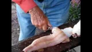 Best way to clean a northern pike and remove the y bones [upl. by Ettelorahc]