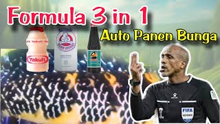 Progres Bunga Channa Maru Cara Terbaru Auto Mindblowing [upl. by Aicemed]