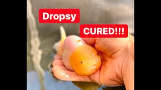 How to Treat  Cure Dropsy  Successful method to treat dropsy in goldfish [upl. by Erodasi134]