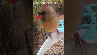 Cute Female Cardinal Up Close At Our Bird Feeder cardinal birds wildbirds wildlife birdfeeder [upl. by Eppesuig]