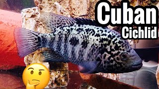 Cuban Cichlid Fish  Black Nasty Cichlid Similarities [upl. by Eimia]