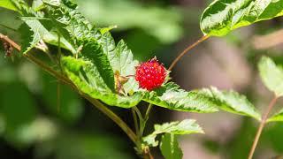 salmonberry  Rubus spectabilis Identification and characteristics [upl. by Elegna]