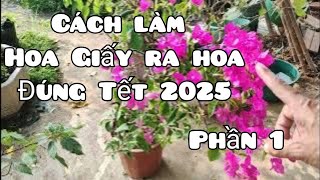 Cách làm Hoa Giấy ra hoa đúng Tết 2025  phần 1 [upl. by Atilam]