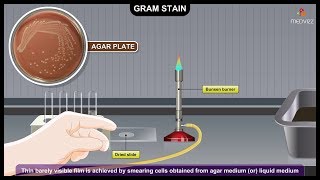 Gram Staining Procedure Animation Microbiology  Principle Procedure Interpretation [upl. by Eiramanel]