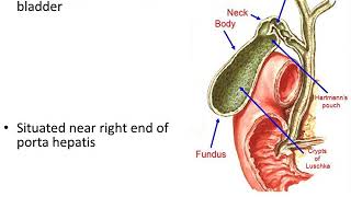 Extrahepatic Biliary Apparatus [upl. by Nanon]