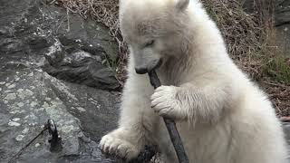 Eisbär Tierpark Berlin 2019 [upl. by Wheeler]