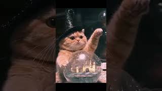 Ai cat video 😺 shorts ai cat aigenerated viralvideo animation love cuteanimals magician [upl. by Sherilyn]