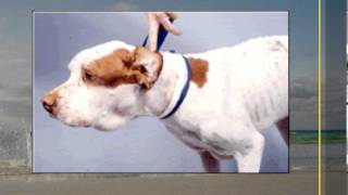 Cancer in Pets  Get to Know Your Pets Lymph Nodes [upl. by Esydnac]