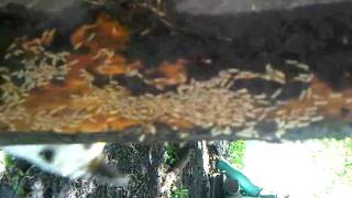 Sunflower Pest Solutions Active Termites [upl. by Picker]