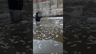 Burt Dam Steelhead Fishing Action [upl. by Pass936]